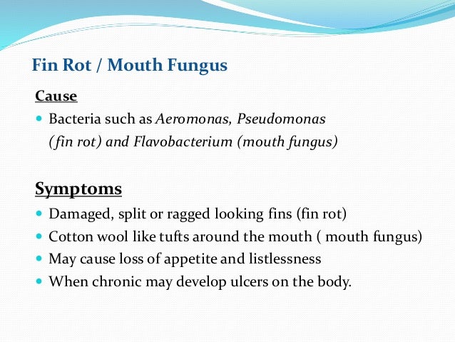 Cure Fin Rot Naturally Cure Fin Rot Naturally