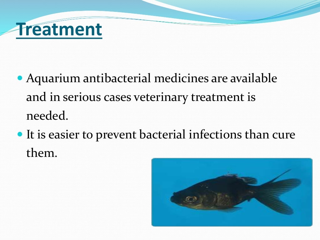 ectoparasites disease in fish