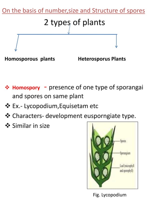 Heterospory and seed habit | PPTX | Infertility | Reproductive Health