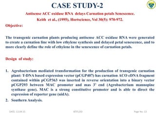 DATE: 13.04.15 BTFS,DSI Page No: 13
CASE STUDY-2
Antisense ACC oxidase RNA delays Carnation petals Senescence.
Keith et al., (1995), Hortscience, Vol 30(5): 970-972.
Objective:
The transgenic carnation plants producing antisense ACC oxidase RNA were generated
to create a carnation line with low ethylene synthesis and delayed petal senescence, and to
more clearly define the role of ethylene in the senescence of carnation petals.
Design of study:
1. Agrobacterium mediated transformation for the production of transgenic carnation
plant: T-DNA based expression vector (pCGP407) has carnation ACO cDNA fragment
contained within pCGP363 was inserted in reverse orientation into a binary vector
pCGP293 between MAC promoter and mas 3’ end (Agrobacterium mannopine
synthase gene). MAC is a strong constitutive promoter and is able to direct the
expression of reporter gene (uidA).
2. Southern Analysis.
 