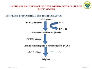 ANTISENSE RNA TECHNOLOGY FOR IMPROVING VASE LIFE OF
CUT FLOWERS
ETHYLENE BIOSYNTHESIS AND ITS REGULATION
Methionine
SAM Synthetase ATP
PPi + Pi
S-Adenosylmethionine (SAM)
ACC Synthase
1-Amino-cyclopropane-1-carboxylic acid (ACC)
ACC Oxidase O2
Ethylene
DATE: 13.04.15 BTFS,DSI Page No: 4
 