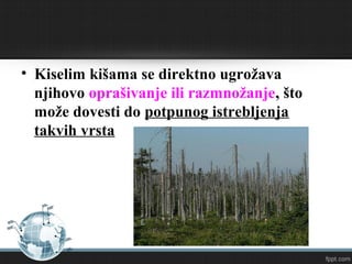 • Kiselim kišama se direktno ugrožava
njihovo oprašivanje ili razmnožanje, što
može dovesti do potpunog istrebljenja
takvih vrsta
 