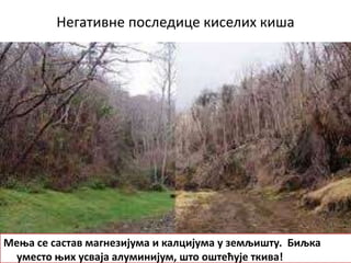 Негативне последице киселих киша
Мења се састав магнезијума и калцијума у земљишту. Биљка
уместо њих усваја алуминијум, што оштећује ткива!
 