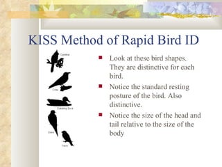 KISS Method of Rapid Bird ID ,[object Object],[object Object],[object Object]