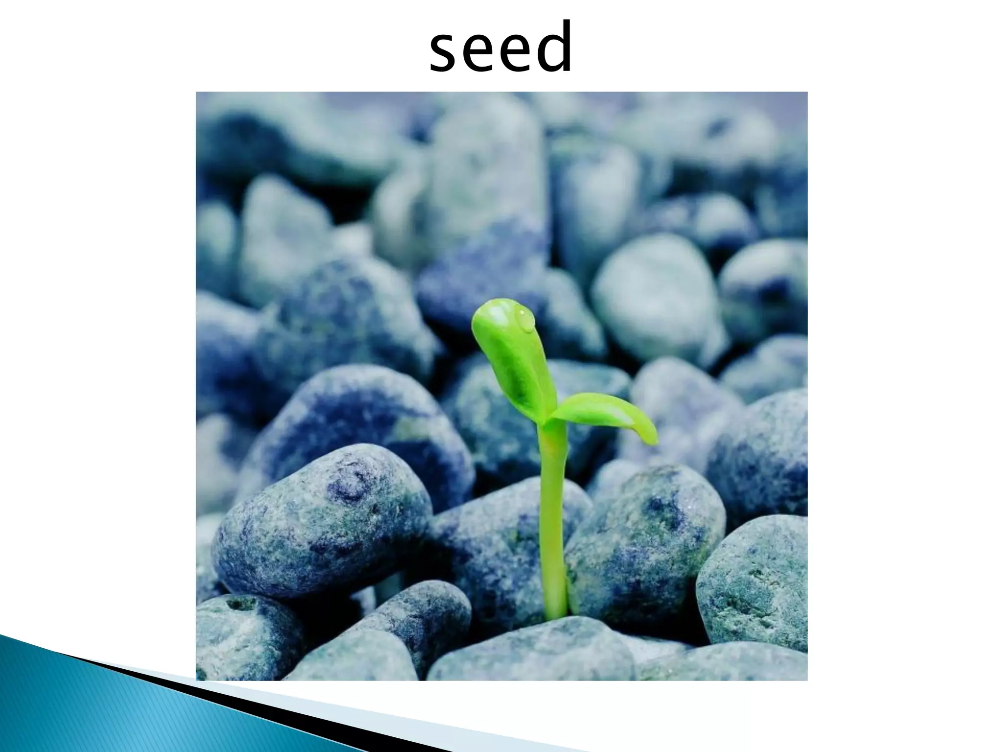 seed
 