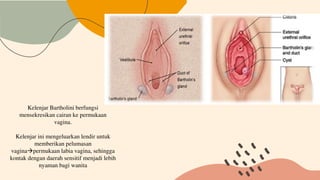 Kista dan abses bartholin