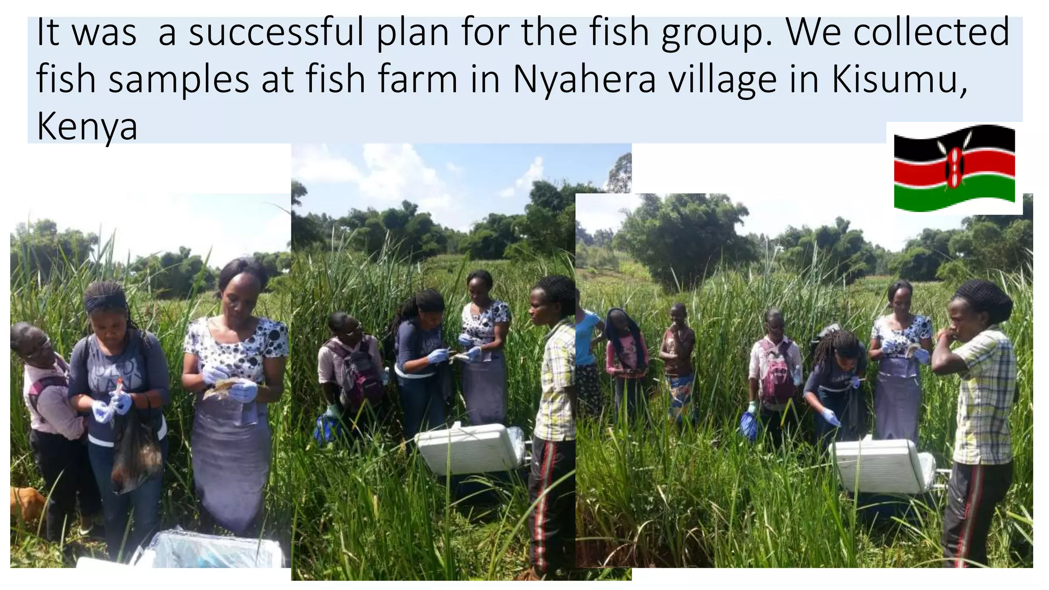 It was a successful plan for the fish group. We collected
fish samples at fish farm in Nyahera village in Kisumu,
Kenya