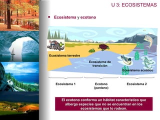 Ecosistema  y  ecotono U 3: ECOSISTEMAS El ecotono conforma un hábitat característico que alberga especies que no se encuentran en los ecosistemas que lo rodean. Ecosistema 1 Ecosistema 2 Ecotono (pantano) Ecosistema terrestre Ecosistema acuático Ecosistema de transición 