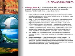 El  Bosque Boreal      Se localiza de los 45° a 60° latitud Norte y Sur.  Se observan extensiones de este bioma en las montañas, incluso las tropicales.  También se lo llama bosque de coníferas. Suelo:  El relieve es elevado. Suelos ricos en humus y ácidos, mucho mantillo.  Las bajas temperaturas inhiben la acción bacteriana y de los hongos, por lo que la tasa de descomposición es lenta. Clima:  En esta zona de altas latitudes, los veranos son frescos y los inviernos muy fríos.  Las lluvias son frecuentes casi todo el año y en invierno nieva Vegetación:  Predominan las confíeras como  piceas, abetos, pinos, cicutas. Pocos árboles caducifolios como abedules y arces. Escasa vegetación en el suelo ya que los árboles siempreverdes no permiten la entrada de la luz solar.  Animales:  Grandes herbívoros: venados, alces, wapitís, caribús; y pequeños: ratones, liebres, ardillas rojas; depredadores: linces, zorros, osos, glotones, martas.  Importante área de nidificación para tordos, currucas y otras aves. Vida humana:   Las actividades humanas son la pesca, caza y explotación maderera. El hombre vive en casas fabricadas de madera y su vestuario es muy abrigador. Peligros Ambientales:   La tala de bosques por la actividad maderera. Las siembras luego de ésta actividad de monocultivos de coníferas. La cacería y atrapado de mamíferos peleteros ha reducido poblaciones de muchas especies. El uso de pesticidas para controlar insectos puede llevar a envenenar la cadena alimentaria y a la pérdida de búhos, halcones y águilas. U 5: BIOMAS MUNDIALES 