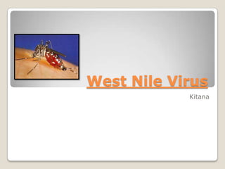 West Nile Virus
Kitana

 