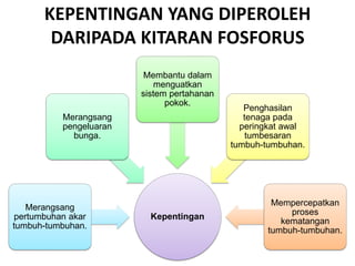 KEPENTINGAN YANG DIPEROLEH
DARIPADA KITARAN FOSFORUS
Kepentingan
Merangsang
pertumbuhan akar
tumbuh-tumbuhan.
Merangsang
pengeluaran
bunga.
Membantu dalam
menguatkan
sistem pertahanan
pokok.
Penghasilan
tenaga pada
peringkat awal
tumbesaran
tumbuh-tumbuhan.
Mempercepatkan
proses
kematangan
tumbuh-tumbuhan.
 