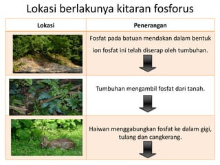 Lokasi berlakunya kitaran fosforus
Lokasi Penerangan
Fosfat pada batuan mendakan dalam bentuk
ion fosfat ini telah diserap oleh tumbuhan.
Tumbuhan mengambil fosfat dari tanah.
Haiwan menggabungkan fosfat ke dalam gigi,
tulang dan cangkerang.
 