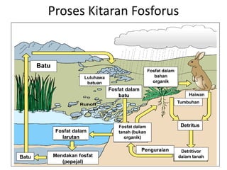 Proses Kitaran Fosforus
Fosfat dalam
batu
Fosfat dalam
bahan
organik
Fosfat dalam
larutan
Fosfat dalam
tanah (bukan
organik)
Mendakan fosfat
(pepejal)
Detritivor
dalam tanah
Detritus
Luluhawa
batuan
Batu
Tumbuhan
Haiwan
Penguraian
Batu
 