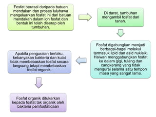 Fosfat berasal daripada batuan
mendakan dan proses luluhawa
mengeluarkan fosfat ini dari batuan
mendakan dalam ion fosfat dan
bentuk ini telah diserap oleh
tumbuhan.
Di darat, tumbuhan
mengambil fosfat dari
tanah.
Fosfat digabungkan menjadi
berbagai-bagai molekul
termasuk lipid dan asid nukleik.
Haiwan menggabungkan fosfat
ke dalam gigi, tulang dan
cangkerang yang tidak
mengurai selama satu tempoh
masa yang sangat lama.
Apabila penguraian berlaku,
kebanyakan bakteria dan kulat
tidak membebaskan fosfat secara
langsung tetapi membebaskan
fosfat organik.
Fosfat organik ditukarkan
kepada fosfat tak organik oleh
bakteria pemfosfatidaan
 