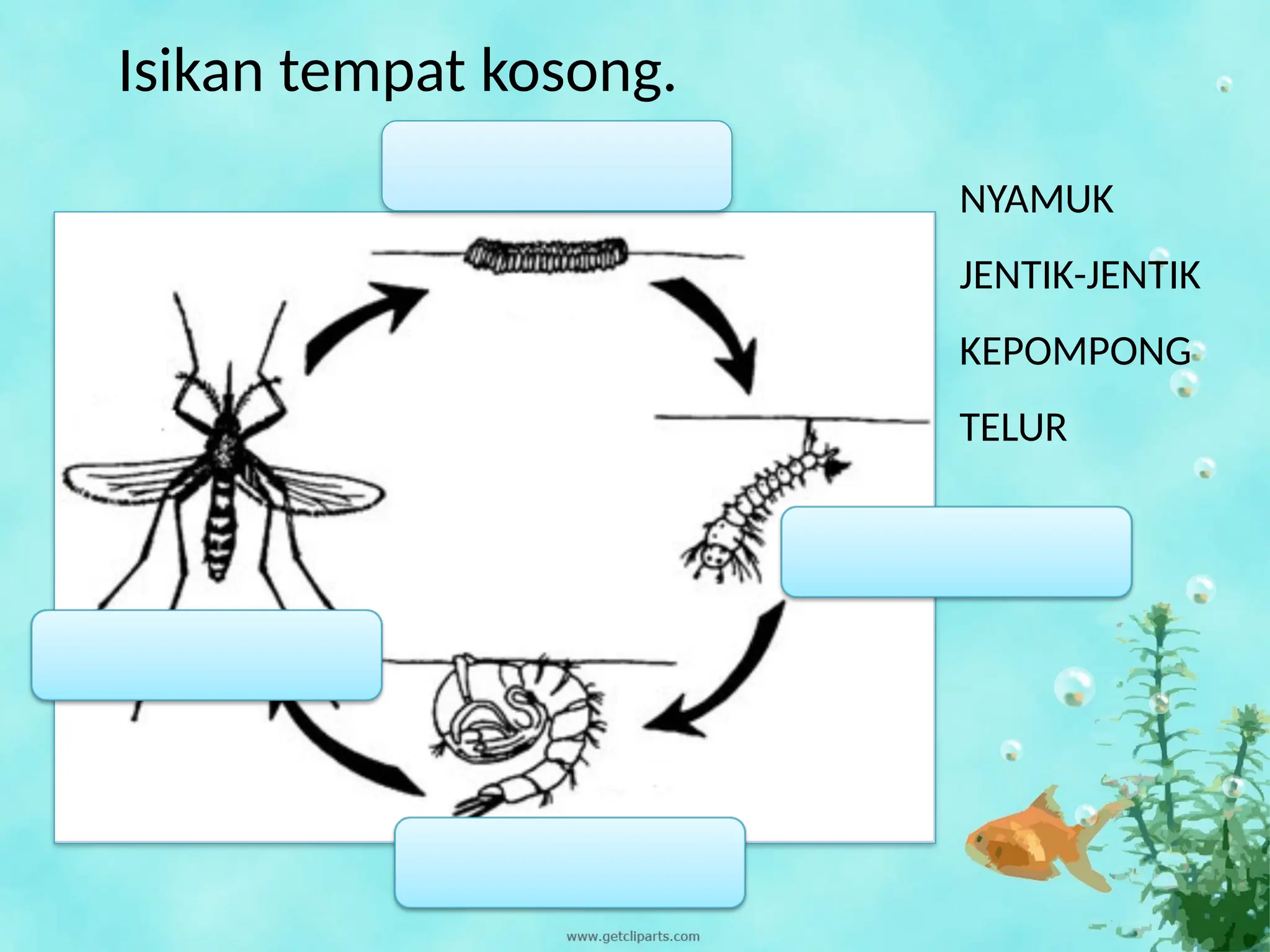 Kitaran HidupHaiwan sains tahun 2 kitaran hidup | PPTX