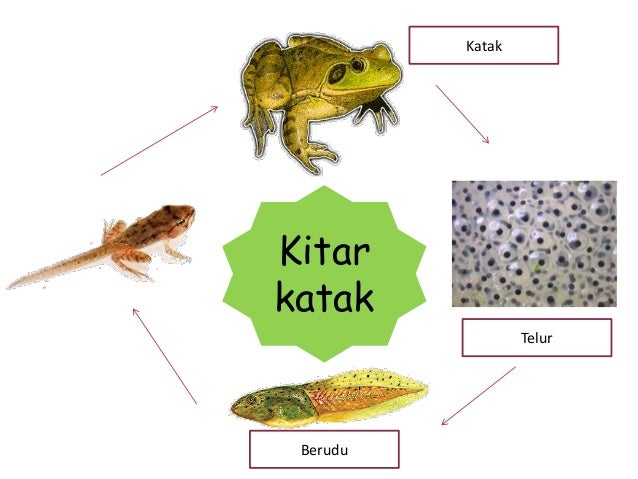 Kitaran Hidup Rama-Rama Prasekolah : Metamorfosis atau kitaran hidup