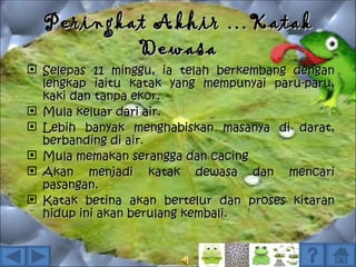 Peringkat Akhir …Katak
          Dewasa
 Selepas 11 minggu, ia telah berkembang dengan
  lengkap iaitu katak yang mempunyai paru-paru,
  kaki dan tanpa ekor.
 Mula keluar dari air.
 Lebih banyak menghabiskan masanya di darat,
  berbanding di air.
 Mula memakan serangga dan cacing
 Akan menjadi katak dewasa dan mencari
  pasangan.
 Katak betina akan bertelur dan proses kitaran
  hidup ini akan berulang kembali.
 