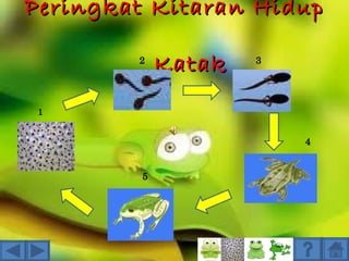 Peringkat Kitaran Hidup

        2
             Katak   3




 1


                         4


         5
 