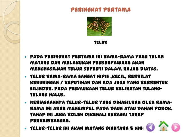 Kitaran hidup rama rama .slideshow | PPSX