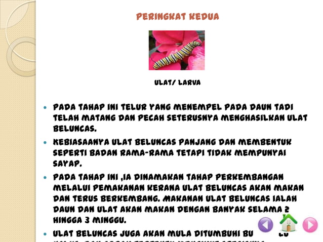 Kitaran hidup rama rama .slideshow | PPSX