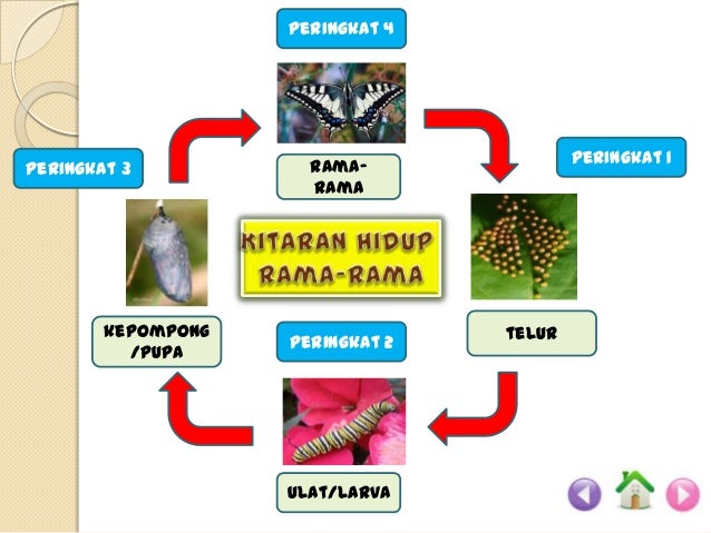 Lukisan Rama Rama Tahun 2 | Cikimm.com