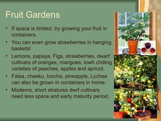 Fruit Gardens
• If space is limited, try growing your fruit in
containers.
• You can even grow strawberries in hanging
baskets!
• Lemons, papaya, Figs, strawberries, dwarf
cultivars of oranges, mangoes, lowh chilling
varieties of peaches, apples and apricot.
• Falsa, cheeku, loocha, pineapple, Lychee
can also be grown in containers in home.
• Moderns, short stratures dwrf cultivars
need less space and early maturity period.
 