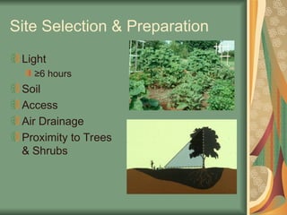 Site Selection & Preparation
Light
≥6 hours
Soil
Access
Air Drainage
Proximity to Trees
& Shrubs
 