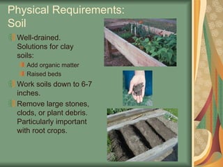 Physical Requirements:
Soil
Well-drained.
Solutions for clay
soils:
Add organic matter
Raised beds
Work soils down to 6-7
inches.
Remove large stones,
clods, or plant debris.
Particularly important
with root crops.
 