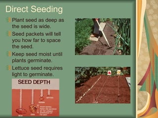 Direct Seeding
Plant seed as deep as
the seed is wide.
Seed packets will tell
you how far to space
the seed.
Keep seed moist until
plants germinate.
Lettuce seed requires
light to germinate.
 