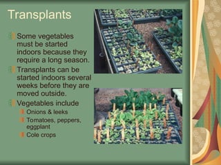 Transplants
Some vegetables
must be started
indoors because they
require a long season.
Transplants can be
started indoors several
weeks before they are
moved outside.
Vegetables include
Onions & leeks
Tomatoes, peppers,
eggplant
Cole crops
 