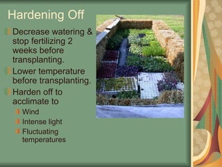 Hardening Off
Decrease watering &
stop fertilizing 2
weeks before
transplanting.
Lower temperature
before transplanting.
Harden off to
acclimate to
Wind
Intense light
Fluctuating
temperatures
 