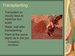 Transplanting
Transplant on
cloudy days to
minimize sun
scald.
Water well after
transplanting.
Plant at the same
depth as in the pot.
Exception,
tomatoes
 