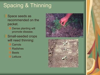Spacing & Thinning
Space seeds as
recommended on the
packet.
Dense planting will
promote disease.
Small-seeded crops
will need thinning:
Carrots
Radishes
Beets
Lettuce
 