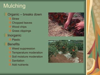 Mulching
Organic – breaks down
Straw
Chopped leaves
Wood chips
Grass clippings
Inorganic
Plastic
Benefits
Weed suppression
Temperature moderation
Soil moisture moderation
Sanitation
Add nutrients
 