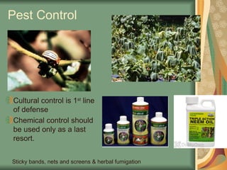 Pest Control
Cultural control is 1st
line
of defense
Chemical control should
be used only as a last
resort.
Sticky bands, nets and screens & herbal fumigation
 