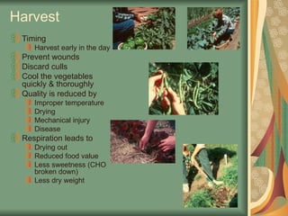 Harvest
Timing
Harvest early in the day
Prevent wounds
Discard culls
Cool the vegetables
quickly & thoroughly
Quality is reduced by
Improper temperature
Drying
Mechanical injury
Disease
Respiration leads to
Drying out
Reduced food value
Less sweetness (CHO
broken down)
Less dry weight
 