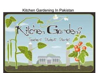 Kitchen gardening in pakistan By Mr Allah Dad Khan Agriculture Consultant KPK Pakistan In ...
