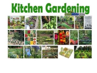 Kitchen gardening in pakistan By Mr Allah Dad Khan Agriculture Consultant KPK Pakistan In ...