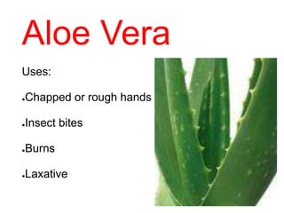 Aloe Vera
Uses:
●Chapped or rough hands
●Insect bites
●Burns
●Laxative
 