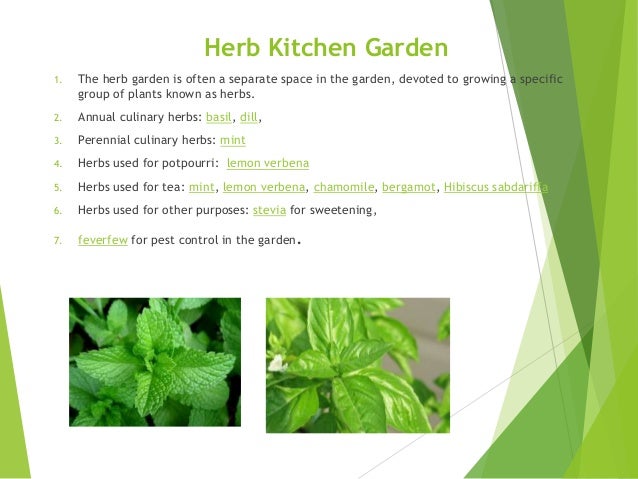 Kitchen medico plants By Mr Allah Dad Khan Agriculture Consultant KPKu2026