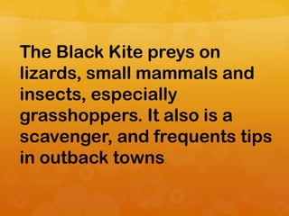 The Black Kite preys on
lizards, small mammals and
insects, especially
grasshoppers. It also is a
scavenger, and frequents tips
in outback towns.
 