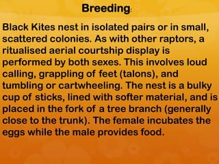 Breeding:
Black Kites nest in isolated pairs or in small,
scattered colonies. As with other raptors, a
ritualised aerial courtship display is
performed by both sexes. This involves loud
calling, grappling of feet (talons), and
tumbling or cartwheeling. The nest is a bulky
cup of sticks, lined with softer material, and is
placed in the fork of a tree branch (generally
close to the trunk). The female incubates the
eggs while the male provides food.
 