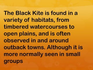 The Black Kite is found in a
variety of habitats, from
timbered watercourses to
open plains, and is often
observed in and around
outback towns. Although it is
more normally seen in small
groups
 