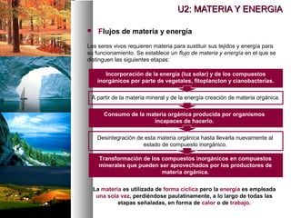  Flujos de materia y energía
Los seres vivos requieren materia para sustituir sus tejidos y energía para
su funcionamiento. Se establece un flujo de materia y energía en el que se
distinguen las siguientes etapas:
Incorporación de la energía (luz solar) y de los compuestos
inorgánicos por parte de vegetales, fitoplancton y cianobacterias.
A partir de la materia mineral y de la energía creación de materia orgánica.
Consumo de la materia orgánica producida por organismos
incapaces de hacerlo.
Transformación de los compuestos inorgánicos en compuestos
minerales que pueden ser aprovechados por los productores de
materia orgánica.
La materia es utilizada de forma cíclica pero la energía es empleada
una sola vez, perdiéndose paulatinamente, a lo largo de todas las
etapas señaladas, en forma de calor o de trabajo.
Desintegración de esta materia orgánica hasta llevarla nuevamente al
estado de compuesto inorgánico.
U2: MATERIA Y ENERGIA
U2: MATERIA Y ENERGIA
 