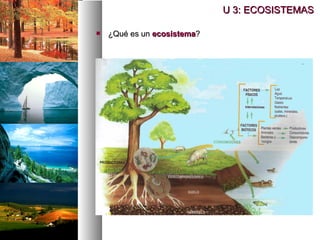 U 3: ECOSISTEMAS
U 3: ECOSISTEMAS
 ¿Qué es un
¿Qué es un ecosistema
ecosistema?
?
 