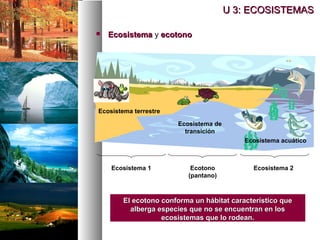  Ecosistema
Ecosistema y ecotono
ecotono
U 3: ECOSISTEMAS
U 3: ECOSISTEMAS
El ecotono conforma un hábitat característico que
El ecotono conforma un hábitat característico que
alberga especies que no se encuentran en los
alberga especies que no se encuentran en los
ecosistemas que lo rodean.
ecosistemas que lo rodean.
Ecosistema 1 Ecosistema 2
Ecotono
(pantano)
Ecosistema terrestre
Ecosistema acuático
Ecosistema de
transición
 