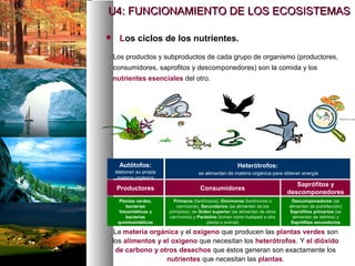  Los ciclos de los nutrientes.
Productores
Los productos y subproductos de cada grupo de organismo (productores,
consumidores, saprofitos y descomponedores) son la comida y los
nutrientes esenciales del otro.
Consumidores
Saprófitos y
descomponedores
Autótofos:
elaboran su propia
materia orgánica
Heterótrofos:
se alimentan de materia orgánica para obtener energía
Plantas verdes,
bacterias
fotosintéticas y
bacterias
quimiosintéticas
Primaros (herbívoros), Omnívoros (herbívoros o
carnívoros), Secundarios (se alimentan de los
primarios), de Orden superior (se alimentan de otros
carnívoros) y Parásitos (toman como huésped a otra
planta o animal)
Descomponedores (se
alimentan de putrefacción)
Saprófitos primarios (se
alimentan de detritos) y
Saprófitos secundarios
La materia orgánica y el oxígeno que producen las plantas verdes son
los alimentos y el oxigeno que necesitan los heterótrofos. Y el dióxido
de carbono y otros desechos que éstos generan son exactamente los
nutrientes que necesitan las plantas.
U4: FUNCIONAMIENTO DE LOS ECOSISTEMAS
U4: FUNCIONAMIENTO DE LOS ECOSISTEMAS
 