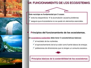 Este reciclaje es fundamental por 2 cosas:
 evita los desperdicios  la acumulación causaría problemas
 asegura que el ecosistema no se quede sin elementos esenciales.
 Principios del funcionamiento de los ecosistemas.
Un ecosistema sostenible debe tener 3 características básicas:
 el reciclado de los nutrientes.
 el aprovechamiento de la luz solar como fuente básica de energía.
 poblaciones de dimensiones que no tengan un consumo excesivo.
U4: FUNCIONAMIENTO DE LOS ECOSISTEMAS
U4: FUNCIONAMIENTO DE LOS ECOSISTEMAS
Principios básicos de la sostenibilidad de los ecosistemas
 