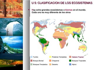  Hay ocho grandes ecosistemas o biomas en el mundo.
Cada uno es muy diferente de los otros
Bosques Templados
Bosques Templados
Bosque Boreal
Bosque Boreal
Tundra
Tundra
Desierto
Desierto
Chaparral
Chaparral
Praderas Templadas
Praderas Templadas
Alpino
Alpino
Bosques Tropicales
Bosques Tropicales
Sabana Tropical
Sabana Tropical
U 5: CLASIFICACION DE LOS ECOSISTEMAS
U 5: CLASIFICACION DE LOS ECOSISTEMAS
 