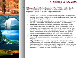 El Bosque Boreal  Se localiza de los 45° a 60° latitud Norte y Sur. Se
observan extensiones de este bioma en las montañas, incluso las
tropicales. También se lo llama bosque de coníferas.
 Suelo: El relieve es elevado. Suelos ricos en humus y ácidos, mucho mantillo.
Las bajas temperaturas inhiben la acción bacteriana y de los hongos, por lo que
la tasa de descomposición es lenta.
 Clima: En esta zona de altas latitudes, los veranos son frescos y los inviernos
muy fríos. Las lluvias son frecuentes casi todo el año y en invierno nieva
 Vegetación: Predominan las confíeras como piceas, abetos, pinos, cicutas.
Pocos árboles caducifolios como abedules y arces. Escasa vegetación en el
suelo ya que los árboles siempreverdes no permiten la entrada de la luz solar.
 Animales: Grandes herbívoros: venados, alces, wapitís, caribús; y pequeños:
ratones, liebres, ardillas rojas; depredadores: linces, zorros, osos, glotones,
martas. Importante área de nidificación para tordos, currucas y otras aves.
 Vida humana: Las actividades humanas son la pesca, caza y explotación
maderera. El hombre vive en casas fabricadas de madera y su vestuario es muy
abrigador.
 Peligros Ambientales: La tala de bosques por la actividad maderera. Las
siembras luego de ésta actividad de monocultivos de coníferas. La cacería y
atrapado de mamíferos peleteros ha reducido poblaciones de muchas especies.
El uso de pesticidas para controlar insectos puede llevar a envenenar la cadena
alimentaria y a la pérdida de búhos, halcones y águilas.
U 5: BIOMAS MUNDIALES
U 5: BIOMAS MUNDIALES
 